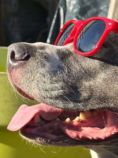 A close-up, tilted portrait shows the head of a gray dog wearing red sunglasses. The dog's mouth is open, revealing its teeth and pink tongue. The reflection in the sunglasses suggests an urban environment. Based on the reflection in the sunglasses of the city skyline, it is inferred that this picture was taken in Esch-sur-Alzette, Luxembourg.