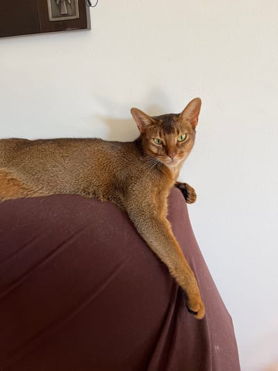 A brown Abyssinian cat is resting on a dark red surface, likely furniture, with its body stretched out. The cat's head is turned towards the camera, and its green eyes are open, looking directly at the viewer. Its right paw is extended forward, resting on the edge of the surface. The background is a plain white wall, with a dark brown framed object hanging on it in the upper left corner. The scene appears to be indoors, possibly in a home or a hotel room, given the clean white wall and framed art. The lighting suggests it is daytime. There are no people or other animals visible in the image. The image is taken from a slightly high angle, looking down at the cat. The environment does not provide any specific indicators of being in Eilat, Israel, as the visual elements are common to many indoor settings.