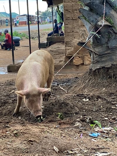 The image captures an outdoor scene, likely in a rural or semi-urban area of Riyom, Nigeria. The primary subject is a large, light brown pig, tethered by a colorful braided rope visible across the top left. The pig is standing on dark, moist dirt or mud, with its snout actively rooting into the ground, suggesting it is foraging for food. The ground is uneven and littered with scattered debris, including small pieces of plastic (blue, purple), leaves, and other refuse.

To the left of the pig, a structure with a rough, possibly thatched or planked roof is visible, with some greenery growing on it. Below this, there's a wall made of stone or concrete blocks. Metal bars, possibly part of a fence or enclosure, run vertically through the midground, partially obscuring the background.

Beyond these bars, a public road is visible. Several people are in the background, engaged in various activities. One person wearing a red shirt is seated on a low black object, possibly a bucket, attending to something on the ground near the metal bars. Further down the road, other individuals are standing or walking near simple, unpainted buildings with metal roofs. The scene suggests a bustling but informal outdoor environment.

The time of day appears to be daytime, possibly with overcast conditions or indirect light, as there are no harsh shadows. No specific weather conditions are discernible beyond the damp ground. No discernible text is visible anywhere in the image. The overall impression is one of everyday life in a working community, where domestic animals coexist with human activity in an unpaved, somewhat rustic setting.
