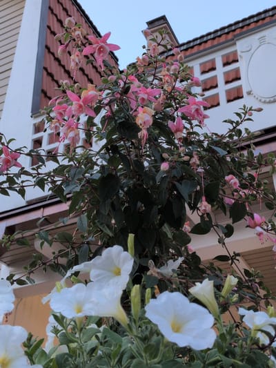 A hanging basket of fuchsias and petunias is shown in front of a building in Vantaa, Finland. The building is a multi-story structure with a red tiled roof and white walls. The fuchsias are pink and white, with long, delicate petals. The petunias are white, with yellow centers. The basket is hanging from a balcony on the second story of the building. The sky is overcast.