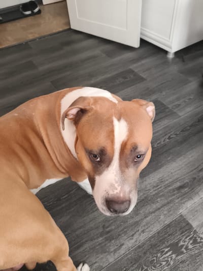 A brown and white pit bull dog is looking up at the camera from a dark wooden floor. The dog has a white stripe down its nose and a white collar. The background of the image is blurred, but it appears to be an indoor setting with white cabinets and a doorway. There are no people or other animals in the image. The image is a close-up of the dog's face and upper body.
