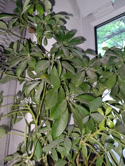 This media file is a close-up, indoor shot of a Schefflera plant, also known as an umbrella tree, situated near a window. The plant has numerous green, compound leaves, with some showing signs of dust accumulation. The stems are visible, with a variegated pattern on some of the lower sections. Through the window, foliage and branches of an outdoor tree are visible, suggesting a daytime setting. The scene is illuminated by natural light, casting soft shadows on the wall behind the plant. A gray, textured curtain is partially visible to the left. The setting appears to be a room in Shymkent, Kazakhstan. No people or text are visible in the image.