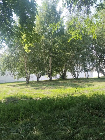 The image depicts a sunlit park area with a line of birch trees against a white building wall. In the foreground, lush green grass covers the ground, with some areas showing dappled sunlight and shadows. The birch trees, characterized by their white bark, are in full foliage, their leaves creating a canopy overhead. Behind the trees, the white wall of the Мамлют қаласының әкімшілігі (Mamlyut City Administration) building is visible. The scene is tranquil and appears to be a public space within the city.