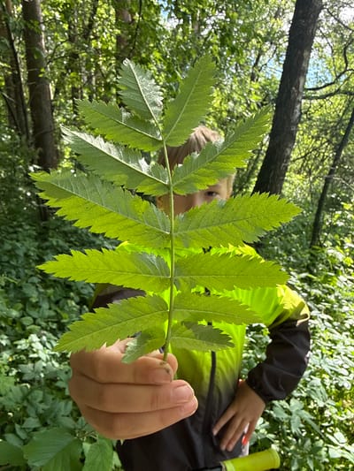 A child in a green and black jacket holds a large pinnately compound leaf with serrated leaflets in front of their face. The background shows a wooded area with trees, branches, and foliage. The location is Dmitrov, Russia.