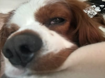 A close-up, low-angle shot captures the face of a dog with brown and white fur. The dog's dark nose is prominent in the foreground, slightly out of focus. To the right of the nose, one of its eyes is visible, looking directly at the camera. The background is blurred, with hints of a white and beige surface, likely a blanket or cushion, and a dark object with white patterns is visible in the upper right corner. The image quality is grainy and the focus is shallow, suggesting it was taken with a handheld device at close range. There is no identifiable information about the location in Dobrich, Bulgaria.