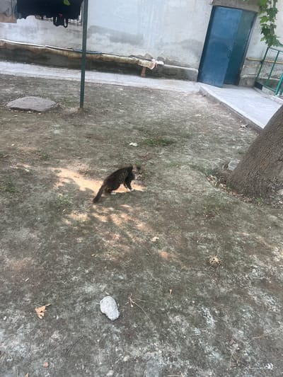 A grey and black tabby cat is lying on the ground in a courtyard. The cat is in the middle of the frame and appears to be resting in a patch of sunlight. The ground is a mixture of dirt and concrete, with some dry leaves scattered around. To the left of the cat, there is a large tree trunk and some green leaves from a nearby tree. Further left is a building with a light-colored wall and a dark blue door. In the background, a metal fence is visible. The scene appears to be outdoors during the daytime, with clear weather. The image quality is adequate, with the cat being the main subject clearly visible.