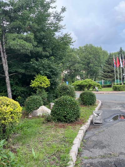 In Changchun City, China, this image captures a view of a paved road, a grassy area, and dense foliage. A stone-lined curb separates the grassy area from the road. Several rounded, green bushes are strategically placed in the grassy area, with a larger, lighter-colored bush to the left. A large, light-colored rock is nestled among the bushes. Beyond the bushes, a tall tree with dark bark stands on the left side of the frame, its branches extending upwards. The background features a variety of trees and a cloudy sky. In the distance, several flags on poles are visible, and a light-colored scooter is parked on the road. A "No Parking" sign with Chinese characters and English text is placed on the edge of the road. A small puddle of water is present on the asphalt.