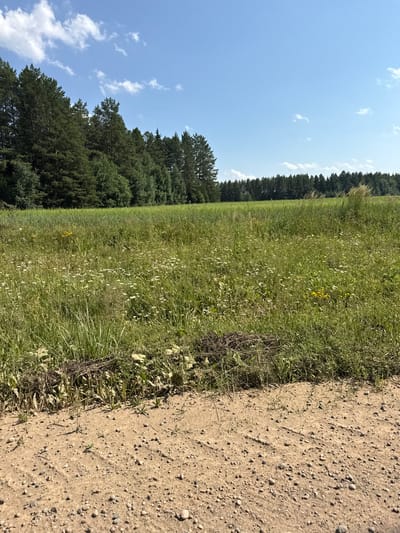 A natural landscape scene is captured in a photograph, showcasing a vast meadow filled with green grass and scattered wildflowers. The meadow is bordered by a dense forest of pine and deciduous trees in the background, under a clear blue sky with a few white clouds. In the foreground, a dirt path or road is visible, characterized by its sandy texture and small pebbles. The image appears to be taken on a bright, sunny day, judging by the clear lighting and the presence of shadows. This scene likely represents a rural or natural area, possibly a field adjacent to a wooded region.