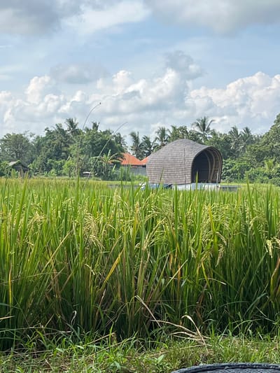 The image shows a lush, green rice paddy field in Singakerta, Indonesia. The field is filled with tall, ripening rice plants. In the background, there is a unique building with a rounded, shingled roof. Palm trees and other tropical foliage are visible behind the building. The sky is partially cloudy.