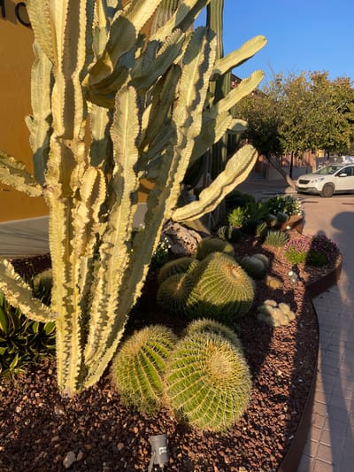 The image displays an outdoor garden scene located in Marratxí, Spain. In the foreground and center-left, a large, multi-stemmed *Euphorbia trigona* cactus exhibits variegated light green and creamy yellow ribbed stems, casting long shadows. This cactus is planted within a raised garden bed filled with dark reddish-brown gravel. Adjacent to the *Euphorbia*, several large, spherical *Echinocactus grusonii* (Golden Barrel Cactus) with pronounced ribs and yellow spines are visible. Smaller succulents, including agave-like plants, and patches of purple flowering plants are also present within the gravel. Two small, dark-colored ground spotlights are embedded in the gravel. The garden bed is delineated by a dark metal edge, likely corten steel. To the right, a paved walkway of reddish-brown interlocking pavers is visible. In the background, a building with an ocher-colored wall and a partial dark letter of a sign is on the far left. To the right, a white Peugeot 2008 SUV is parked on a paved area. Beyond the vehicle, mature trees with green foliage and additional light-colored buildings are visible under a clear blue sky. Direct sunlight illuminates the scene, creating strong directional shadows. No people are present.