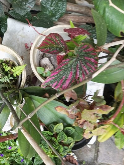 This overhead shot captures a vibrant collection of potted plants, likely situated in a home garden or patio in Ciherang, Indonesia. The scene is densely filled with various foliage, showcasing a range of greens, pinks, and muted tones.

The most prominent feature is a plant with large, variegated leaves in the upper-middle of the frame. These striking leaves display a captivating pattern of deep green alongside bright fuchsia pink or reddish-purple venation and stripes, characteristic of a *Begonia rex* or similar hybrid. This plant is housed in a white plastic pot, which also contains small grey stones as part of the planting medium.

To the left, another white plastic pot holds a delicate fern plant with finely divided, light green fronds. Below the main variegated Begonia, broad, plain green leaves are visible, possibly belonging to an orchid, as suggested by the thin, bare stems that resemble old flower spikes extending through the scene. Further towards the bottom-left, a plant with numerous small, textured, dark green leaves, resembling a *Peperomia* species, fills a section of the frame, growing in a partially visible black pot. In the background, darker green, somewhat heart-shaped leaves can be seen, possibly from a climbing vine like *Piper betle*.

Some areas feature browning or dried foliage, indicating natural plant aging or minor environmental stress. A white, possibly plastic or cloth, surface is visible beneath some of the pots, with a few small reddish-pink specks scattered upon it. The natural lighting suggests it is daytime. A small portion of a human foot, wearing a dark sandal or slipper, is subtly visible at the very bottom right, implying a person is present nearby, perhaps tending to the plants. No discernible text is visible anywhere in the image.