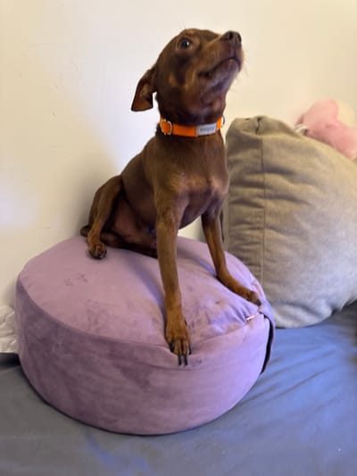 An indoor scene depicts a small, brown dog wearing an orange collar with "amiplex" printed on it. The dog is sitting on a round, purple cushion. Behind the cushion, a light gray corduroy pillow is visible. The dog is looking upwards and to the right. The background consists of a white wall and a blue-gray surface, likely a bed. There is no indication of Krakow, Poland in the image.