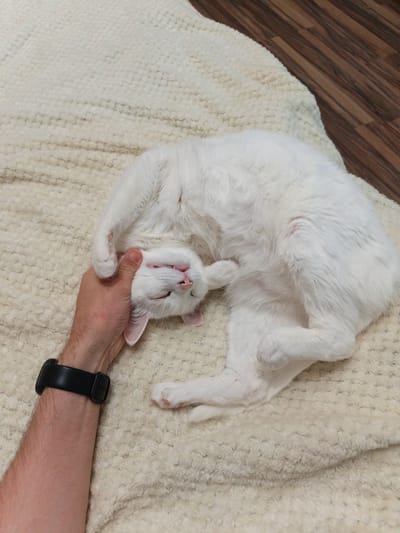 The image displays an intimate moment in an indoor setting, likely a home in Sevastopol, Ukraine. The main subjects are a fluffy white cat and the forearm and hand of a person.

The white cat is positioned on its back or side on a thick, cream-colored, textured blanket or rug, appearing highly relaxed. Its eyes are closed, and its mouth is slightly open, giving the impression of a contented smile. The person's right hand is gently scratching or petting the cat's head and neck, indicating an affectionate interaction. One of the cat's front paws is casually raised, resting near the person's hand. A black smart watch or fitness tracker is worn on the person's wrist.

In the upper right corner of the frame, a segment of a dark wooden floor is visible, bordering the edge of the blanket. The lighting suggests an indoor environment, but the specific time of day is not discernible. The overall scene conveys a feeling of warmth, comfort, and mutual affection between the pet and its owner. There is no visible text in the image.