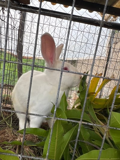 A white rabbit with pink ears and red eyes is enclosed in a wire cage. It is nibbling on a pile of green leaves and brown nesting material. The cage is constructed of metal bars and wire mesh, and it appears to be outdoors, with a blurred background of vegetation and what looks like a corrugated roof. The rabbit is positioned towards the center of the frame, with the leaves in the foreground partially obscuring its body. The overall impression is a utilitarian enclosure for an animal in a rural or semi-rural setting. The image does not provide specific details about the city of Laminga, Nigeria, beyond the implied location from the prompt.