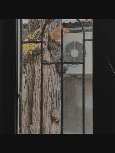 An orange cat is perched on a large tree trunk, looking to the left. Behind the tree, an outdoor air conditioning unit is visible. The scene is viewed through a window with black bars. The image is framed by black borders, suggesting it is a photograph taken through a window. The overall tone is muted and somewhat grainy, possibly due to low light conditions or the age of the photograph. The location is identified as Saint-Août, France, though no specific landmarks are identifiable in the image to confirm this.