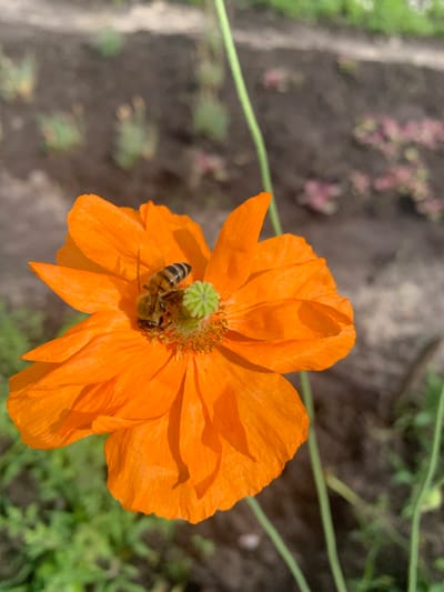 This is a close-up, high-angle shot of an orange poppy in bloom, with a bee actively collecting pollen. The poppy's petals are delicate and slightly crinkled, showcasing a vibrant orange hue. In the center of the flower, a small, green, seed-bearing structure is visible, surrounded by dark anthers. The bee, with its striped abdomen and furry body, is positioned on the flower, appearing to be in the process of foraging.
The background is softly blurred, suggesting a natural outdoor setting. The ground is a mix of dark soil and some out-of-focus greenery, possibly other plants or grass. A thin green stem is visible extending from the lower left of the frame upwards and to the right, supporting the poppy. Faintly visible in the background are hints of other plants with pinkish-purple hues, possibly other flowers or foliage.
The lighting suggests it could be daytime, with diffused light rather than harsh sunlight, as there are no strong shadows cast on the flower. The overall impression is one of a peaceful, natural scene focusing on the interaction between the bee and the flower. The location context is Kharkiv, Ukraine, implying a temperate climate typical for this region where poppies and bees are common during warmer months. There is no visible text in the image.
