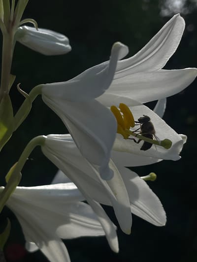 A close-up shot captures a bee perched on the stamen of a white lily flower. The bee, detailed with its segmented body and wings, is actively engaged with the bright yellow pollen. The lily's petals are delicate and elegantly curved, with one partially obscuring the bee. Another lily bud is visible to the left, and the subtle curvature of another flower can be seen to the right, suggesting a cluster of blooms. The background is a dark, out-of-focus expanse, which effectively highlights the luminous white of the flower and the dark form of the bee. The lighting appears to be natural, possibly from the side, creating soft highlights and shadows that add depth and texture to the petals and the insect. The scene evokes a sense of nature's intricate details and the quiet activity of pollination. The time of day is likely daytime, given the natural lighting and the activity of the bee. There is no visible text in the image. The setting is likely a garden or natural outdoor environment in Novopokrovskaya, Russia.