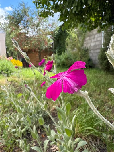 The image shows a close-up of a vibrant pink flower with delicate, notched petals, set against a blurred background of a garden. Several other plants with fuzzy, pale green leaves and stems are visible in the foreground, some with unopened buds. In the mid-ground, there are hints of yellow flowers and other greenery. The background includes trees with red berries, a brick wall, and a clear blue sky with scattered white clouds. The scene suggests a peaceful outdoor setting, likely a residential garden. The image does not provide specific information about the city of Lipetsk, Russia, or any people or actions.