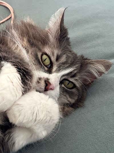 A medium-shot depicts a cat resting on a soft, blue-gray surface, likely a cushion or blanket. The cat is positioned with its head tilted, facing the camera with a curious expression. Its eyes are a striking yellow-green, and its coat is a mix of gray and white fur, with long white whiskers extending from its muzzle. The cat's paws are positioned near its face, one of them is slightly touching its nose. In the lower left corner of the image is a pink string or cord. This image was taken in Chambœuf, France.