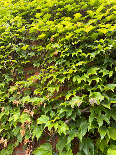 The image shows a dense covering of green ivy on a brick wall. The ivy leaves are vibrant green, with some showing yellowing or brown spots, and a few dried, brown leaves are also present. Small, green buds or berries are visible among the foliage. The brick wall behind the ivy is a reddish-brown color. The scene appears to be outdoors, with the ivy climbing vertically up the wall. The image does not contain any people, animals, or discernible signs of human activity other than the wall itself. There are no specific landmarks or architectural features visible that would definitively place the image in Witten, Germany; it is a generic scene of ivy growing on a brick wall.