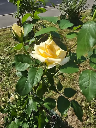 A close-up, vertically oriented shot captures a yellow rose in bloom, its petals unfurling in the sunlight. The rose is the primary subject, with its vibrant yellow center transitioning to paler, almost white edges. Surrounding the rose are numerous lush green leaves, some catching the light and appearing glossy, while others are in shadow. The background consists of dry, brownish grass and soil, with hints of other greenery and some darker shadows suggesting other plants or objects out of focus.
In the upper left quadrant of the image, a small black insect, possibly a fly, is visible on a large green leaf. Further to the right, a few more unfurled rose buds and closed buds are scattered among the foliage. The lighting suggests a bright, sunny day, likely midday given the strong illumination and shadows. The scene appears to be outdoors in a garden or natural setting. The image is devoid of any visible text. The setting cues of dry grass and the type of foliage are consistent with a temperate climate. The presence of the rose suggests it is likely spring or summer.