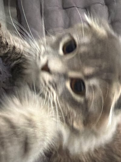 The image shows a close-up of a grey cat lying down. The cat's fur is light grey with darker grey stripes. The cat has large, round, dark brown eyes. The background appears to be a textured grey surface, possibly a blanket or a piece of furniture. The image is slightly blurry, giving a soft, dreamy quality. There is no indication of Vovchynets, Ukraine, in the image.