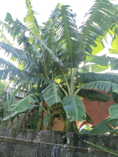 A vibrant cluster of banana trees dominates the scene, their broad green leaves densely packed and reaching towards the sky. The trees are situated behind a weathered concrete wall, partially covered in moss. Adjacent to the banana trees on the left, stand tall, slender sugarcane plants. Behind the trees, glimpses of buildings suggest the presence of a built environment. A segment of an archway and an upper-story window is visible. The scene is bathed in sunlight, indicating daylight hours. The location is likely within a residential area of Uyo, Nigeria, given the presence of vegetation and buildings typical of such environments.