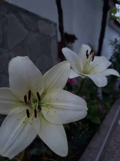 Two white lilies are in focus in the foreground, one to the left and slightly closer, and another to the right and slightly further back. The lilies have six petals each, with maroon-colored stamens and pistils. The background is out of focus, showing a stone wall on the left, and a blurred garden with green foliage and hints of pink flowers on the right. Two dark vertical supports are visible in the middle ground. The image appears to have been taken outdoors in Strelcha, Bulgaria, likely during daylight hours.