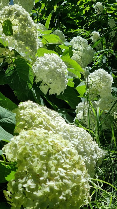 The image captures a close-up view of a cluster of white hydrangeas in bloom, bathed in sunlight. The foreground is dominated by a large, slightly yellowish-white hydrangea bloom that is out of focus. Behind it, several other clusters of white hydrangeas are visible, with varying degrees of focus, appearing in shades of bright white to pale green. Lush green hydrangea leaves and stalks are interspersed among the flowers, creating a dense, naturalistic backdrop. Tall blades of green grass and other foliage rise from the lower right, adding texture and depth to the scene. The lighting suggests a bright, sunny day, with shadows cast by the foliage indicating dappled sunlight. The overall impression is one of abundant floral growth in a garden or natural setting. The location is identified as Verzilovo, Russia.