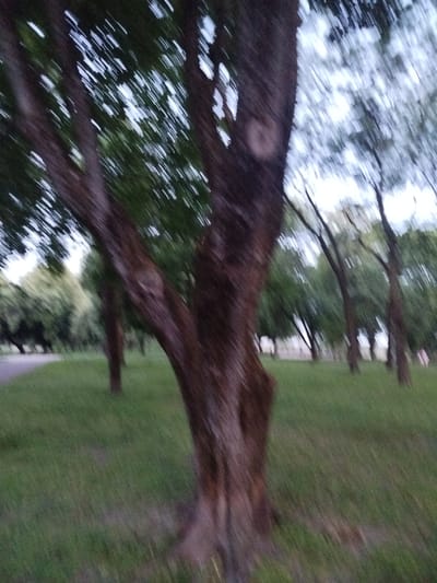 The image shows a blurred view of trees and grass in a park setting. The focus is on a large tree trunk in the foreground, with the background showing more trees and a path. The motion blur suggests movement, possibly from wind or camera movement. There are no discernible human figures or specific landmarks that would indicate a location within Chernihiv, Ukraine. The environment is natural, with grass and foliage suggesting an outdoor park or wooded area. The lighting is muted, indicating it might be dusk or an overcast day.