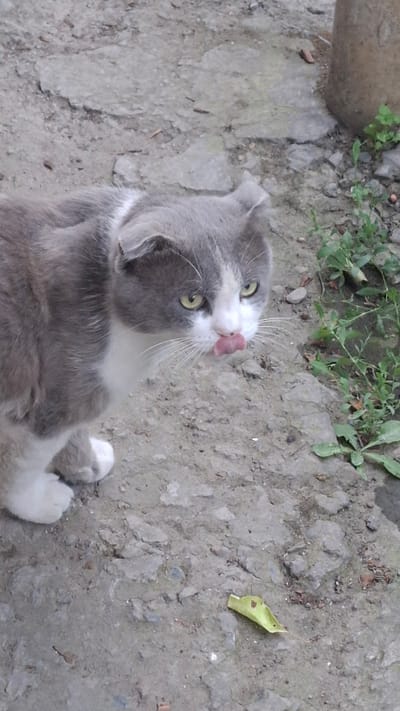 A grey and white cat with yellow eyes and folded ears is licking its nose. The cat is standing on a cracked concrete surface. Green plants are visible in the background. There is a portion of a concrete pillar on the right side of the image. The scene is outdoors, likely in a residential area, possibly the city of Shubarssu, Kazakhstan, given the context provided.