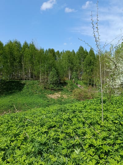 A medium, long shot depicts a lush, verdant landscape in Krasny Mayak, Russia, underneath a bright blue sky dotted with a few scattered white clouds. The foreground is dominated by a dense field of vivid green ground cover, with various weeds interspersed throughout.
Midground: A slight elevation covered in similar ground cover leads to a stand of birch trees with white bark and green foliage. At the edge of the forest, a small makeshift wooden staircase is visible, suggesting a path or trail.
Background: The tops of more birch trees create a dense green line against the blue sky. The sun is shining brightly, casting shadows on the ground cover. A young tree with minimal foliage stands prominently on the right side of the frame, along with a flowering tree adjacent to it. The overall impression is one of a healthy, thriving natural environment.