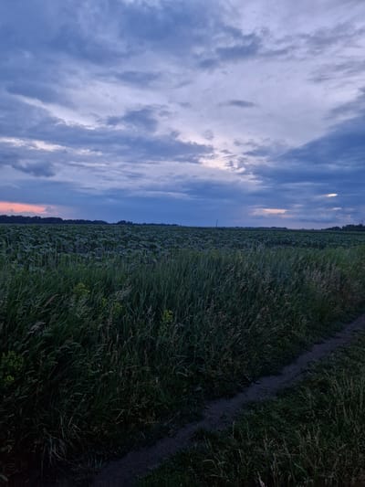 A wide-angle, low-light photograph captures a rural scene under a cloudy dusk sky. The foreground is dominated by tall, lush green grass that forms a thick hedge along the right side of the frame, obscuring a narrow, dark dirt path. In the mid-ground, a vast field of what appears to be young sunflowers stretches horizontally across the image, their broad leaves turned downwards. Beyond the field, a dark line of trees marks the horizon. The sky above is a dramatic canvas of deep blues and grays, with streaks of pale pink and white clouds suggesting the last remnants of daylight. The overall impression is one of a serene, quiet evening in a agricultural landscape. The image does not depict any urban elements or a city setting, and therefore there is no identifiable location within the city of Lima, Peru.