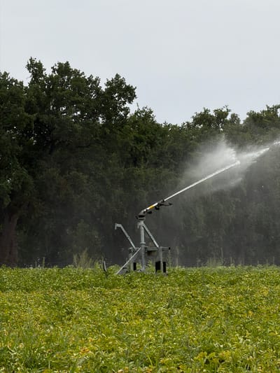 An agricultural field with a metal irrigation system is shown in Jussy, Switzerland. The irrigation system is in the center of the frame, spraying water across the field. The field is covered with green crops and some weeds. In the background, there is a dense line of trees. The sky is overcast. The image is taken from a low angle, looking up at the irrigation system and the trees.