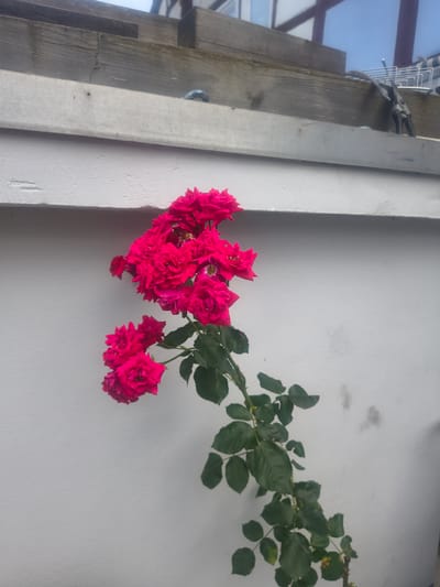 This media file depicts a close-up, slightly angled view of a branch with numerous bright pink roses against a textured, off-white wall. The roses are clustered together, with some individual blooms more prominent than others. A few green leaves are interspersed among the flowers. To the left of the roses, there is a wooden post and a metallic beam, suggesting an outdoor setting, possibly near a structure or fence. The lighting appears to be natural, casting a shadow from the roses and leaves onto the wall. The background wall has some faint discoloration and appears to be a slightly rough, painted surface. The overall scene evokes a sense of natural beauty and perhaps a garden setting. There is no visible text in the image.