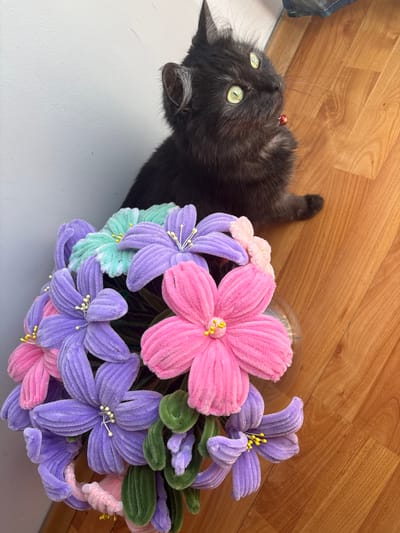A black cat with bright green eyes sits on a wooden floor next to a vase of colorful, fuzzy flowers. The cat is looking upwards and to the right, with a small red bell around its neck. The flowers are a mix of pink, purple, and light blue, with green leaves and yellow stamens. The scene appears to be indoors, possibly in a home. There are no indications of the specific location in Oława, Poland.