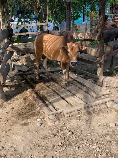 A light brown cow with a distinctive white patch on its forehead stands prominently in a sunny, rustic outdoor setting. The cow is facing slightly left, with its head turned towards the viewer, and a rope is visible near its muzzle, suggesting it may be tethered. Its body shows ripple-like shadows from strong overhead sunlight.
The cow stands on uneven, dry dirt ground mixed with small pebbles and sparse patches of dry grass. To its right and extending behind it is a weathered wooden structure, appearing to be a platform or fence constructed from logs and planks. This structure also casts long shadows, indicating bright daylight, likely mid-morning or afternoon, under clear weather conditions.
In the background, lush green foliage from trees and bushes partially obscures a light blue building or wall. Further in the distance, a white vehicle, possibly a car, is faintly visible through the dense greenery. More wooden logs and rough structures are scattered throughout the scene, reinforcing the rural or semi-rural character of the location, consistent with Seuneubok Teungoh, Indonesia. The cow appears calm, and no human activity or visible text is present.
