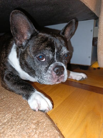 A brindle-colored French Bulldog is lying down indoors. The dog's head is facing the viewer, with its ears perked up. The dog has large, expressive eyes and a black nose. Its fur is a mix of black, white, and brown. The dog is lying on a brown carpet, with a wooden floor visible to its right. In the background, there is a dark-colored piece of furniture. The image appears to have been taken in a residential setting. There is no information that can be used to determine the location in the city of Goryachiy Klyuch, Russia, or any specific crime scene details.