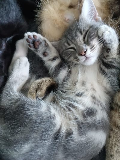 A close-up, overhead shot shows a tabby kitten sleeping soundly. The kitten is curled up, with its paws tucked in and one paw covering its eyes. Its fur is gray and white with dark stripes. The kitten is surrounded by other animals, presumably other kittens or cats, visible as patches of black, tan, and darker tabby fur in the background. The image does not provide any information or context that would place it in Saint-Nazaire, France, or any other specific city.