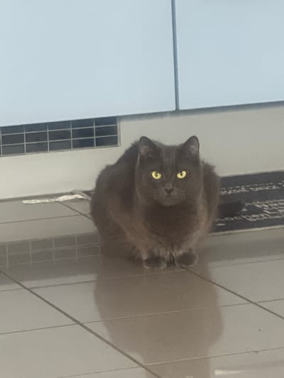 A gray cat with bright yellow eyes is sitting on a tiled floor. The cat is facing forward and appears to be the main subject of the image. Behind the cat, there is a white cabinet and a black mat with white text on it. A gray vent is visible on the wall above the mat. The floor is tiled with light gray square tiles. The scene appears to be indoors, possibly in a kitchen or hallway. There is no indication of the city of Ober-Mumbach, Germany, in the image itself.
