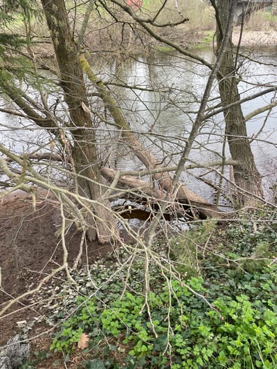 The image displays a riparian scene in Holtzheim, France, under overcast lighting. A grey-green body of water, likely a river, dominates the midground and background, exhibiting minimal surface ripples. The immediate left bank features exposed, dark brown, wet soil, suggesting recent erosion or disturbance. Multiple deciduous trees with bare branches are prominent across the frame. A significant, multi-branched tree trunk has fallen or is leaning into the water from the left bank, with its main mass partially submerged. An upright tree trunk stands on the eroded left bank, while another smaller upright tree is visible closer to the water on the right. The foreground ground cover consists of variegated vegetation, including patches of dark green ivy-like plants and lighter green herbaceous growth, alongside sections of bare earth and a small coniferous plant. In the distant background, barely discernible through the bare branches, are outlines of human infrastructure, specifically a reddish-brown roof and a grey structure, possibly a bridge or building segment. No individuals or active subjects are present in the scene.