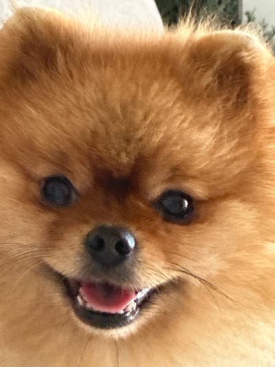 The image is a close-up, head-on shot of a Pomeranian dog. The dog has reddish-brown fur and is looking directly at the camera with its mouth slightly open, revealing its tongue and teeth. Its eyes are dark and alert, and its nose is black. The background is blurred and out of focus, suggesting the photo was taken indoors or in a controlled environment. There is no information about the location in Asenovgrad, Bulgaria, as this is not depicted in the image.