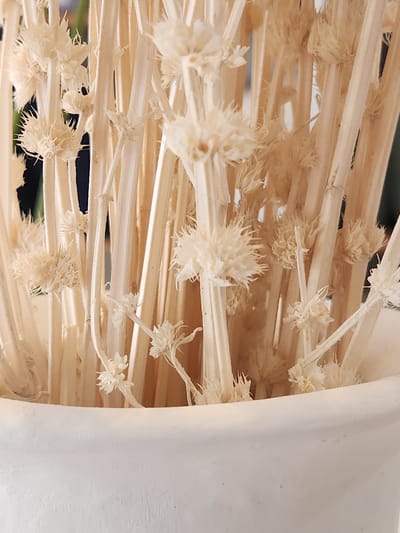 The image displays a close-up view of dried, natural material, likely some form of dried plant stalks or reeds, arranged in a bundle. The material is light beige in color and appears to be woven or tied together. There are small, fluffy, white or light cream-colored structures scattered throughout the bundle, possibly seed pods or dried flower remnants. The overall texture is rough and fibrous. To the right of the bundle, a large, smooth, off-white surface is visible, which could be a wall, a piece of fabric, or another object serving as a backdrop. The lighting is soft, suggesting an indoor setting or an overcast day. The focus is sharp on the textures of the dried material, with a shallow depth of field blurring the background. There is no visible text. The scene evokes a feeling of natural, organic texture and perhaps a rustic or decorative arrangement.