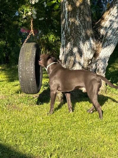 A dark-colored pit bull type dog with a white collar is playing with a tire swing hanging from a chain attached to a tree. The dog is standing on a grassy lawn in front of a large tree. The background consists of foliage and dappled sunlight. The scene appears to be in a yard or park. The image is an outdoor shot with natural lighting.