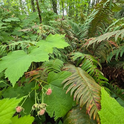 This image depicts a dense forest floor in Portland, Oregon, characterized by a rich undergrowth of green foliage, ferns, and some wilting vegetation. In the foreground, large, vibrantly green leaves dominate the scene, interspersed with delicate pinkish berries hanging from thin stems. The berries appear to be in an early stage of development. Several fern fronds are visible, some exhibiting brown tips and patches, indicating a transition in seasons or natural decay. The background is filled with more greenery and trees, suggesting a natural, unmanicured outdoor setting within a wooded area. No people or man-made structures are present.