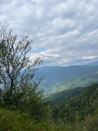 This is a landscape photograph taken from a high vantage point overlooking a mountainous region in the city of Simeonovets, Bulgaria. In the foreground, to the left, a bare tree with sparse green leaves and a section of lush green grass are visible. The middle ground reveals rolling hills covered in dense green forest. The background consists of layered mountain ranges fading into the distance, under a cloudy, overcast sky. The scene is natural and serene, with no people or man-made structures depicted.