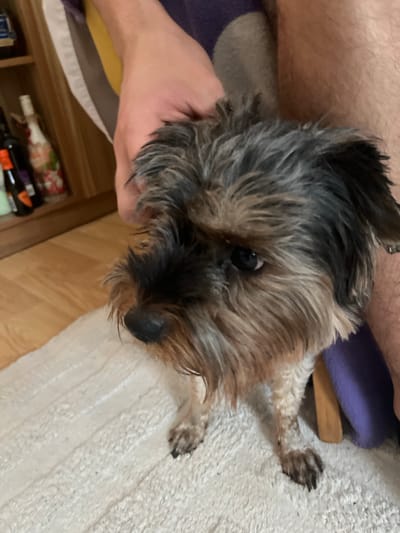 A small, scruffy terrier-type dog with brown and gray fur is being held by an unseen person. The dog is looking down and to its left. The background shows a wooden shelf with bottles and a wooden floor. The scene takes place indoors, likely in a residential setting. There is no information in the image to suggest a location in Dobrich, Bulgaria.