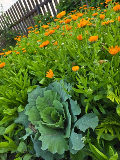 The image shows a garden scene in Ермолаево, Russia. In the foreground, a large, green cabbage plant with prominent purple veins occupies the lower left and center of the frame. To the right of the cabbage, a bright green fern unfurls its fronds. Behind these, a dense bed of vibrant orange calendula flowers in various stages of bloom and bud stretches across the midground. The calendula plants are characterized by their green, leafy stems and distinctive daisy-like petals. In the background, a wooden fence runs diagonally from the upper left corner towards the right. The sky is visible above the fence, with scattered clouds. The overall impression is a lush and colorful garden setting on what appears to be a cloudy day, with dew drops visible on some of the cabbage leaves, suggesting recent rain or morning dew. There are no people or animals in the image.