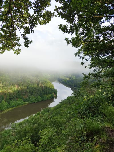 The image captures a panoramic view of the Saar River loop near Mettlach, Germany, shrouded in morning mist. From a high vantage point, the scene is framed at the top by dark green oak leaves and branches against a lightly overcast sky. A dark, winding river, reflecting the sky and surrounding foliage, cuts through a densely forested valley. The water's surface exhibits some lighter green patches, possibly due to vegetation or algae along the banks. Both sides of the river are covered with lush, verdant deciduous trees, displaying varied shades of green. A thick layer of white mist or fog partially obscures the distant forest and the upper portions of the valley, creating a diffused light effect. Patches of sunlight penetrate the mist, illuminating sections of the forest on the river's left bank. On the right bank, in the mid-distance, a small yellow triangular marker is visible beside a faint path or road following the river's curve. The immediate foreground on the right consists of dense, green undergrowth and tree foliage. No individuals or animals are present.