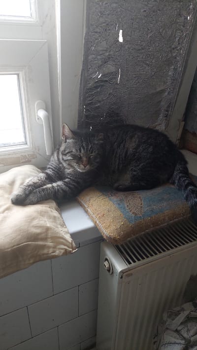 A tabby cat is sleeping on a windowsill next to a window. The cat is curled up on a small, decorative cushion, with a light-colored pillow underneath it. The windowsill is positioned above a white radiator. To the right of the cat, there is a piece of reflective material, possibly insulation, attached to the wall. The environment appears to be an interior space, likely a room in an apartment or house, in the city of Kamensk-Shakhtinsky, Russia. The lighting suggests it may be daytime, with light coming through the window.